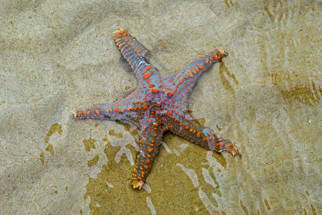 moreton-starfish